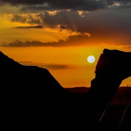 مهرجان الملك عبدالعزيز للإبل - الصورة من واس