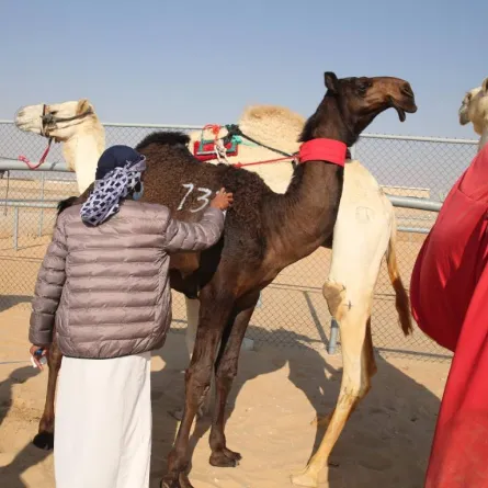 انطلاق مهرجان الظفرة 12 يناير. الصورة من "وام"