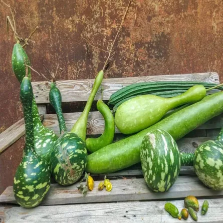 صورة لكمية من القرع الخضر