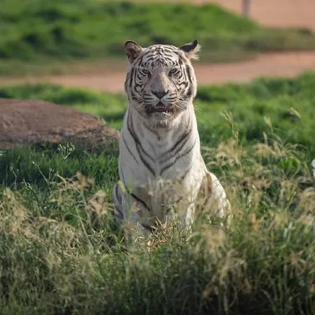 النمر الأبيض في رياض سفاري - الصورة من واس