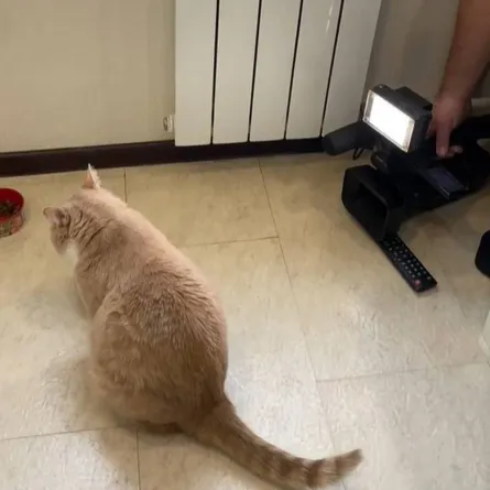 قط روسي يحقق أكثر من 22 مليون مشاهدة وقط ياسمين عبد العزيز يتصدر الترندات 