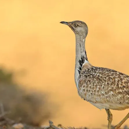 هيئة تطوير محمية الإمام تركي بن عبدالله تطلق ضوابط الرعي والصيد والاحتطاب