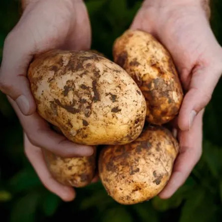 سرّ أشهر بطاطس في العالم بطاطس ماكدونالدز 