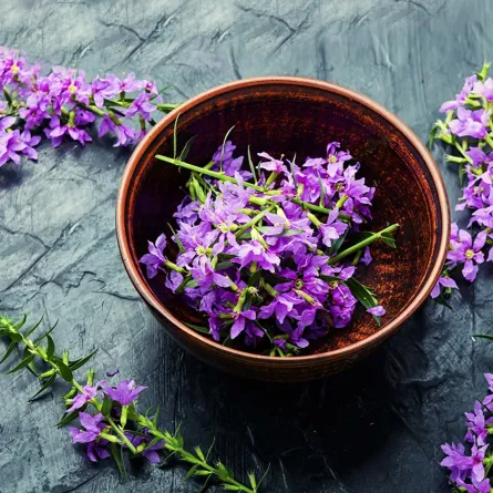 فوائد زهرة الربيع المسائية للشعر