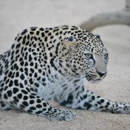 النمر العربي