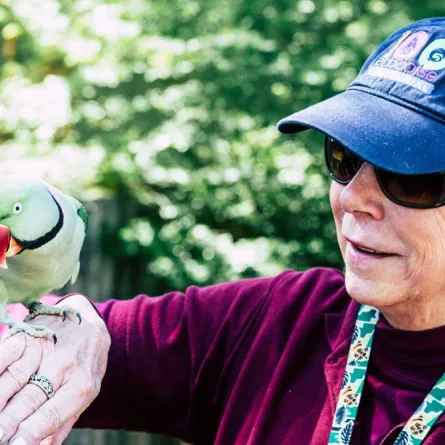 طائر الحب.. ببغاوات العشق التسعة 