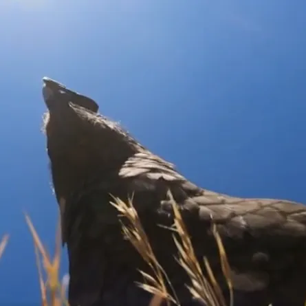 ببغاء يسرق كاميرا GoPro من مالكها ويصور رحلة طيرانه. الصورة من CNN