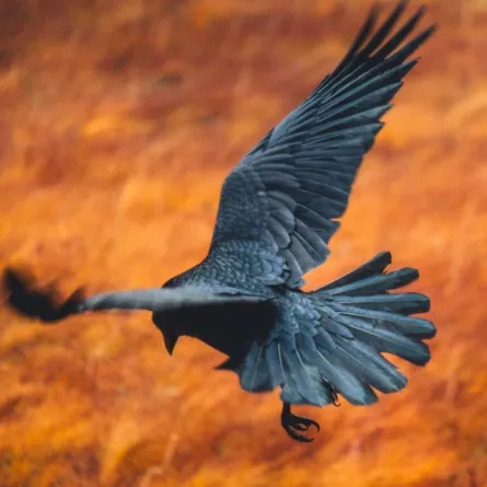 غربان تنظف الشوارع 