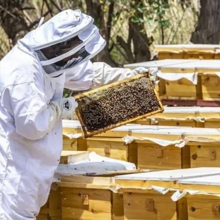 تربية النحل وإنتاج العسل - الصورة من الشرق الأوسط