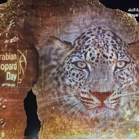 الاحتفال بيوم النمر العربي - الصورة من حساب الهيئة الملكية لمحافظة العلا على تويتر