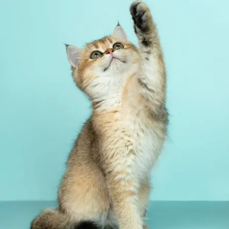 القطط في المنام