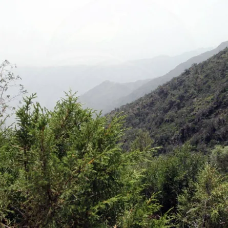 صورة تظهرمنحدرات نباتات كثيفة مصدر الصورة الحساب الرسمي للمركز الوطني لتنمية الحياة الفطرية على تويتر