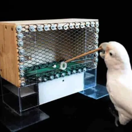 ببغاء يخدع العلماء في لعبة الغولف