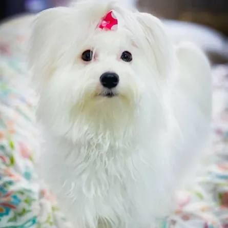 الكلب الأبيض