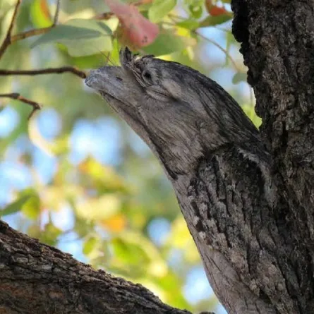 صورة الطائر المهدد بالانقراض