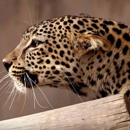 النمر العربي - الصورة من الهئية الملكية لمحافظة العلا