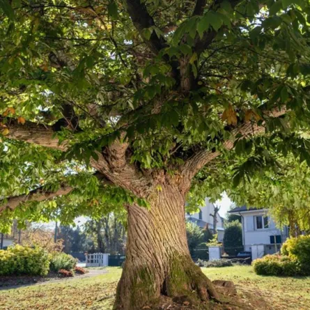 ملكةُ جمال الأشْجار الفرنسِيّة