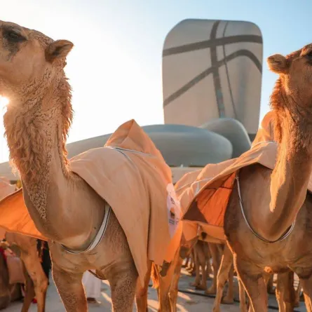  إطلاق منصة وثقها الإلكترونية لحفظ وتسجيل سلالات الإبل