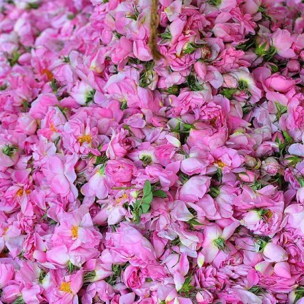 انطلاق موسم حصاد الورد الطائفي - الصورة من واس