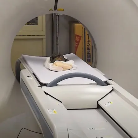 صورة الجسم الغريب الذي عثر عليه في اليابان