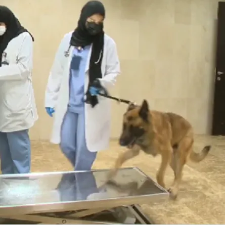 ثلاث طبيبات بيطريات لـK9 في شرطة أبوظبي