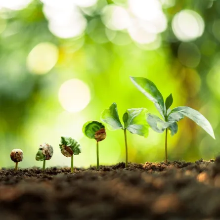 تظهر الصورة مراحل  زراعة البن مصدر الصورة موقع elements