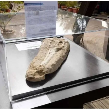 أجزاء من جمجمة التمساح الاحفوري