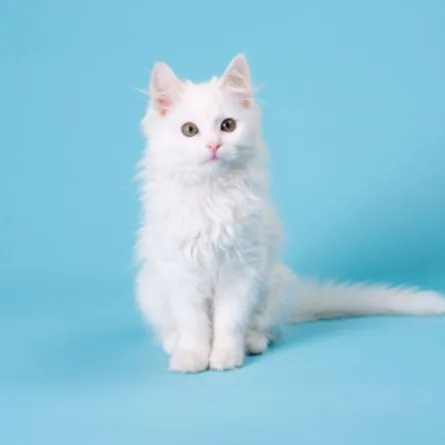 القطة البيضاء