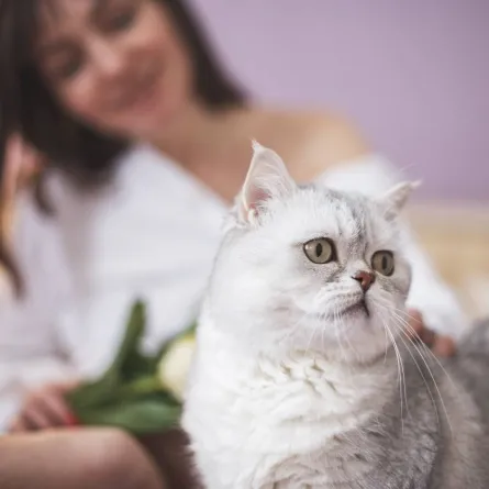 صورة لحامل ولديها قطة في البيت مما يعرضها للخطر