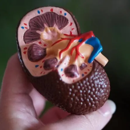 في اليوم العالمي للكلى: 6 توصيات لحمايتها من الأمراض  