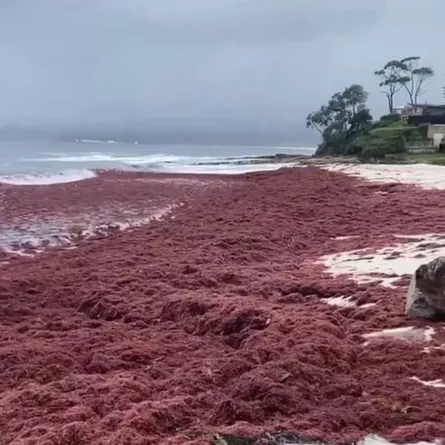اللون الأحمر يكسو رمال أشهر شواطئ أستراليا "نيو ساوث ويلز" الشهير برماله النقية الأكثر بياضاً في العالم 