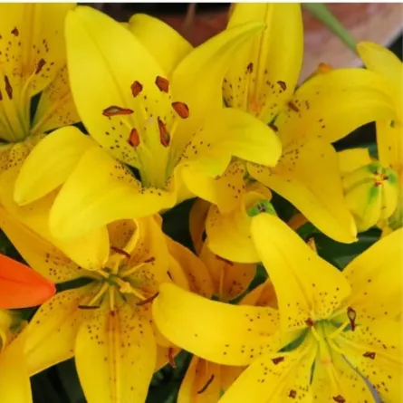 زهرة الأمهات الصينيات