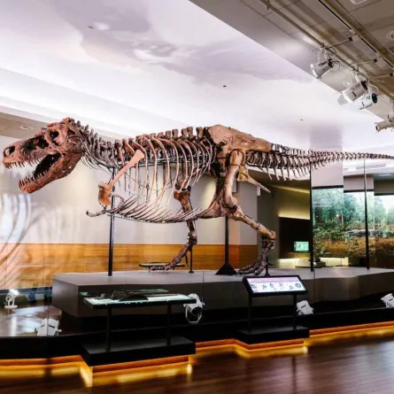 بشكل غريب.. اكتشاف بقايا ديناصور عاش قبل 192 مليون سنة