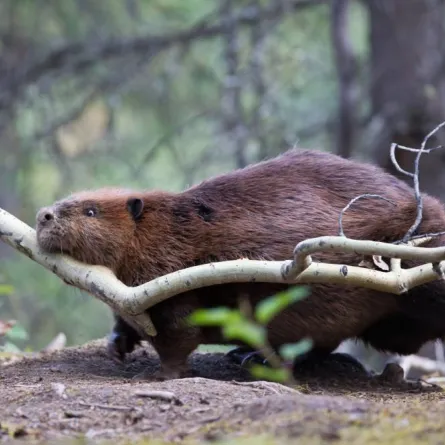 صورة القندس