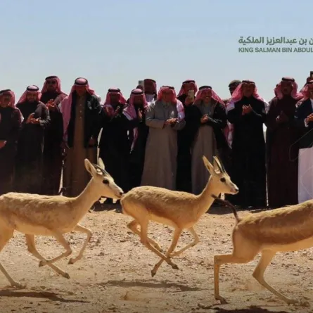 إطلاق 100 من الغزلان وعدد من الحبارى في حرة الحرة بمحمية الملك سلمان بن عبدالعزيز الملكية