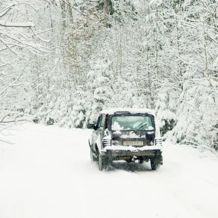 عاصفة ثلجية بالغابة
