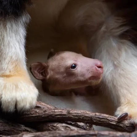 صورة الكنغر الصغير 