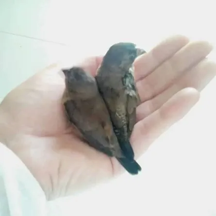 صورة العصافير التي عششت في شعر تايلور