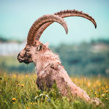 أسرع الحيوانات في العالم