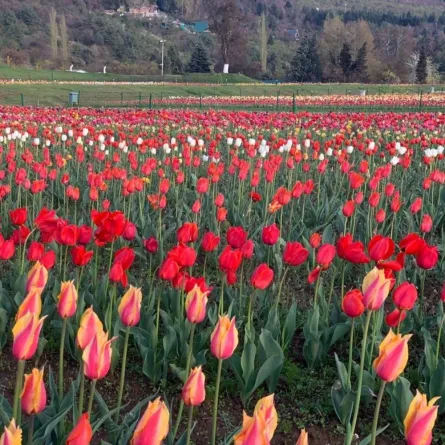 حديقة توليب