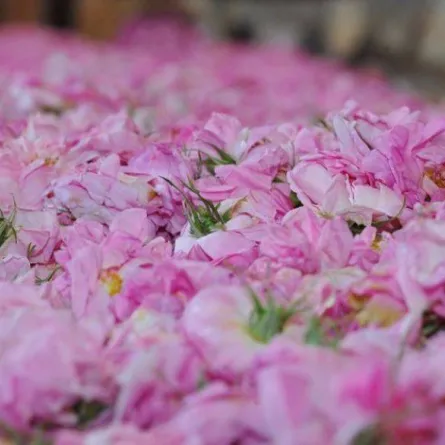 مهرجان الورد الطائفي