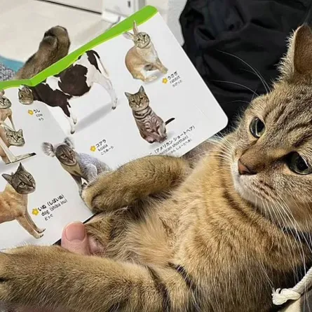 قط يصبح نجماً على وسائل التواصل بحذائه المصنوع من فرائه