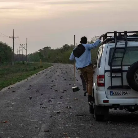 سرطانات البحر تغزو كوبا للتزاوج في خليج الخنازير