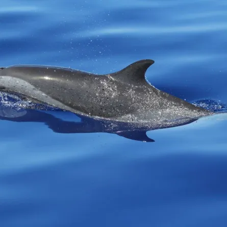 صورة دولفين مرقط