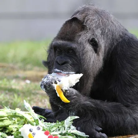 صورة الغوريلا فاتو