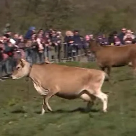 “البقرة الراقصة”