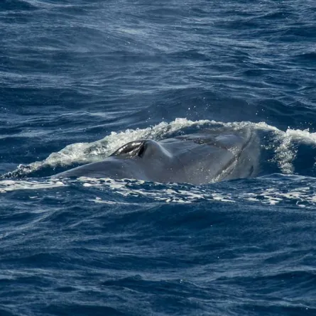 صورة الحوت البريدي 