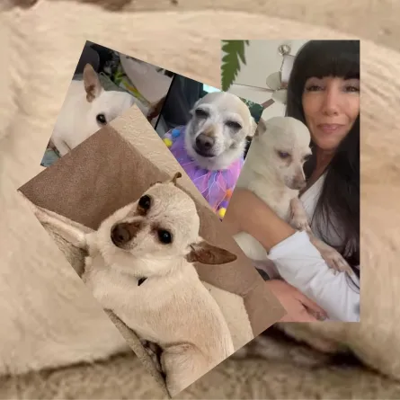 كيث الكلب الأكبر سناً في العالم