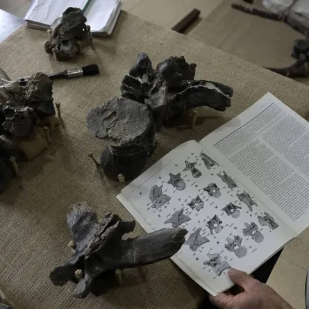 صورة حفريات ديناصور