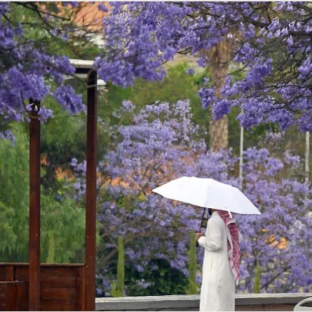 أشجار الجاكرندا تزين أبها - الصورة من واس